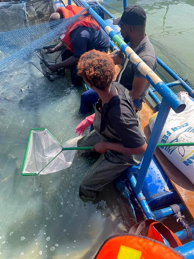 Contrôle de croissance