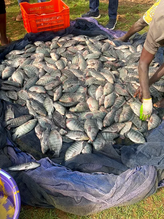 Pêche au filet