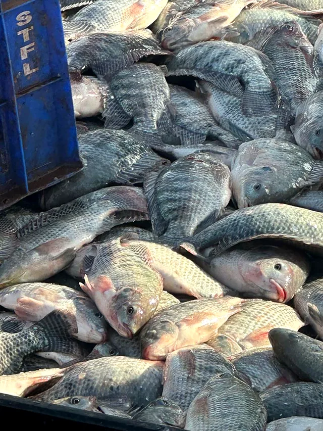 Poisson trié