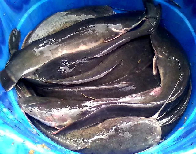 African catfish (Clarias gariepinus) from ConsiMay's production