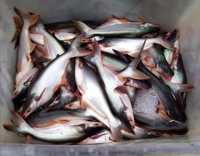 Pangasius (Pangasianodon hypophthalmus) from ConsiMay's production