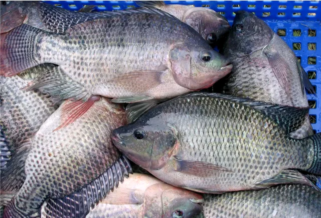 Nile tilapia (Oreochromis niloticus) from ConsiMay's production